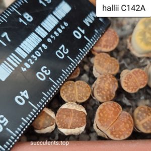 lithops hallii C142A