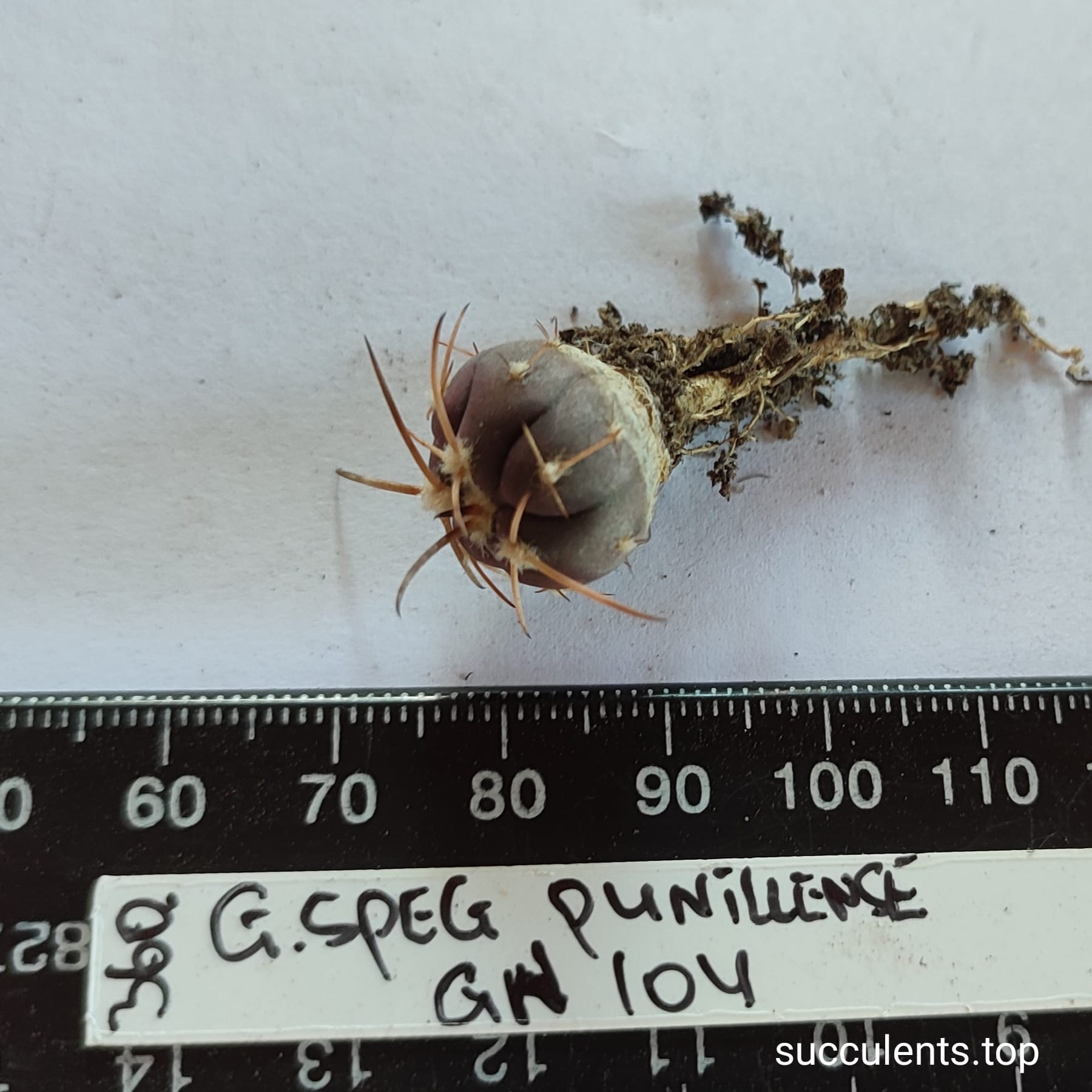 gymnocalycium spegazzinii var. punillense GN104