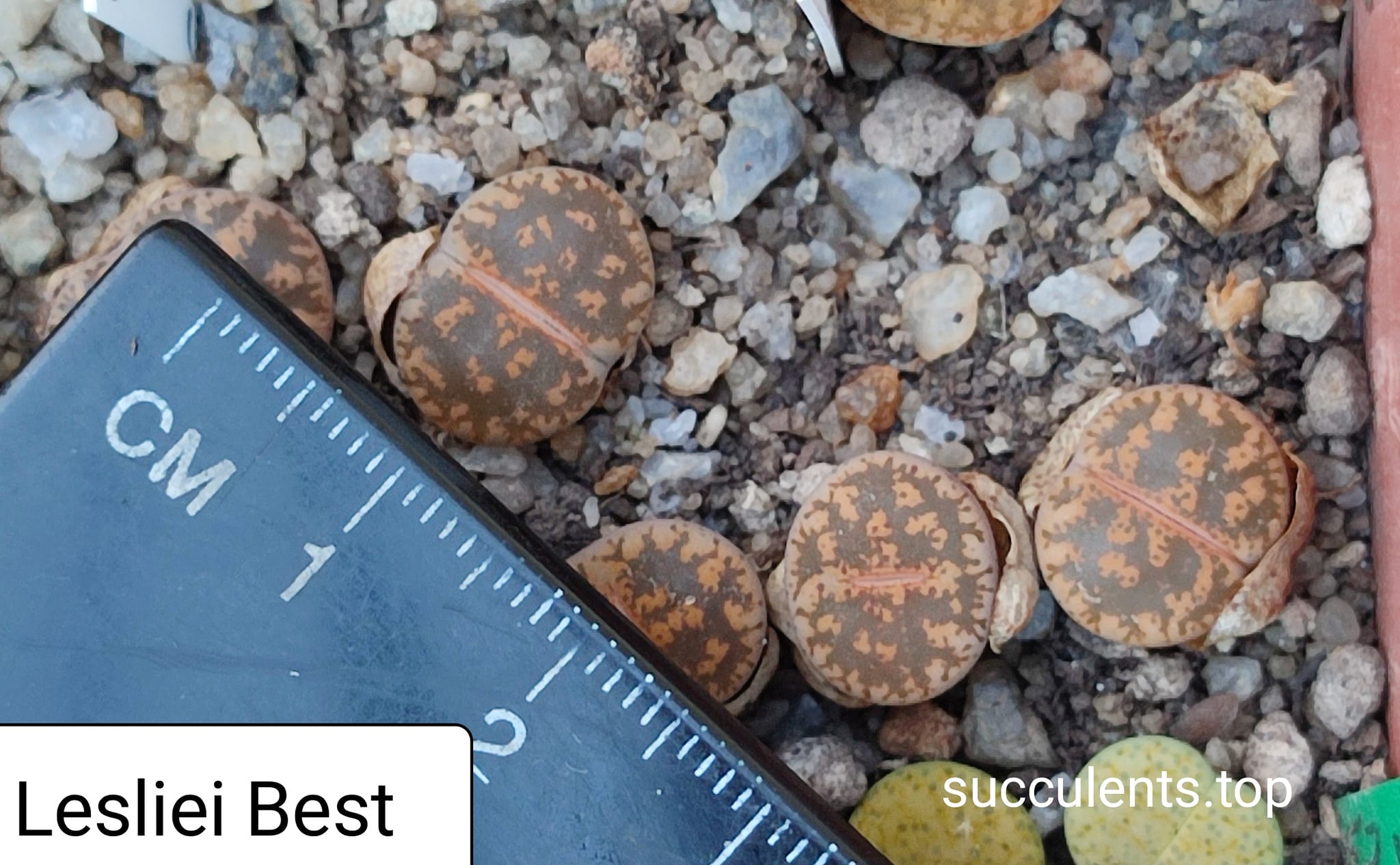 lithops lesliei Best