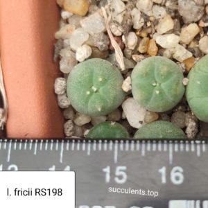 lophophora fricii RS198