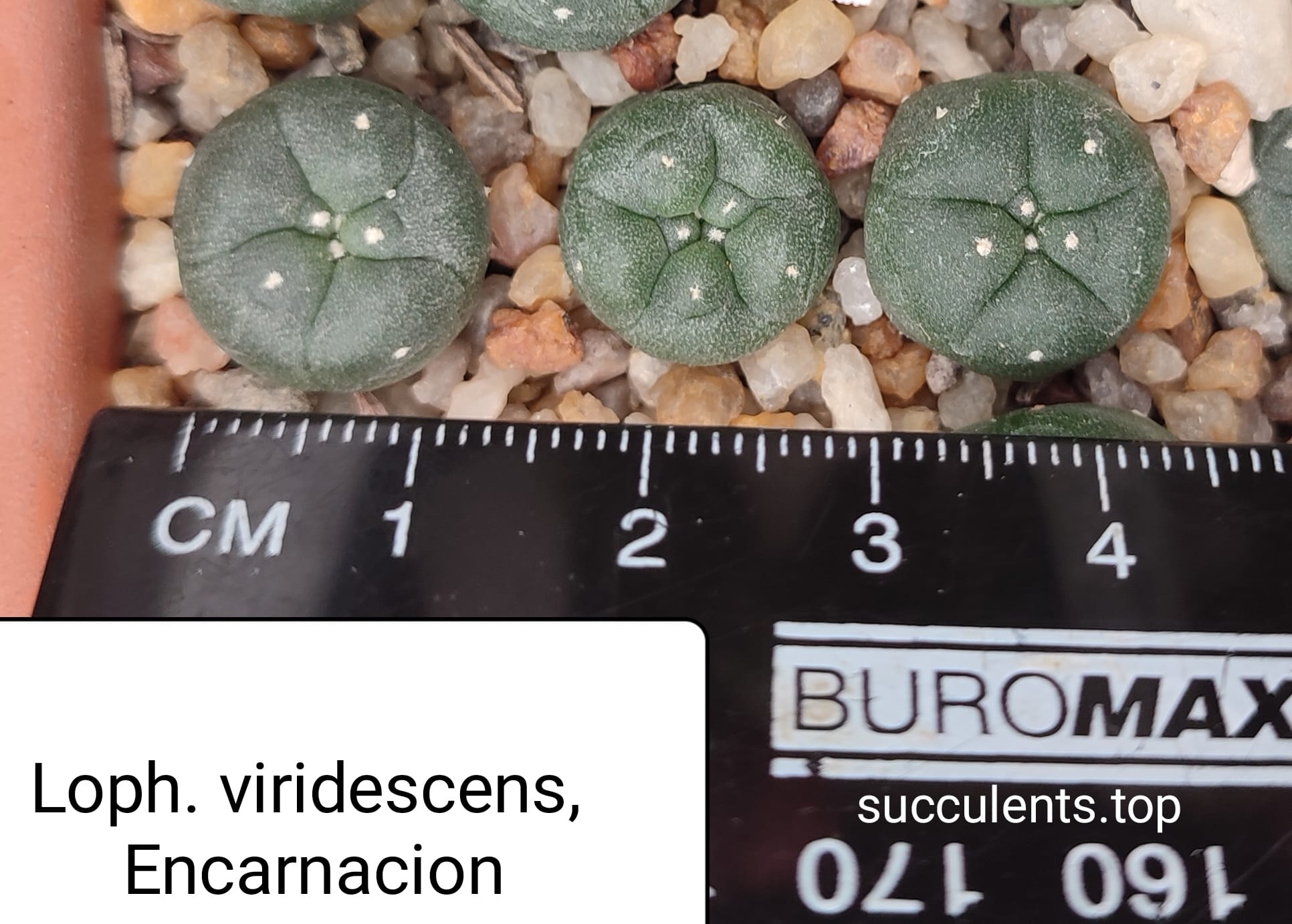 Lophophora viridescens, Encarnacion, SLP