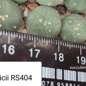Lophophora Fricii, Viesca, Coah RS 404