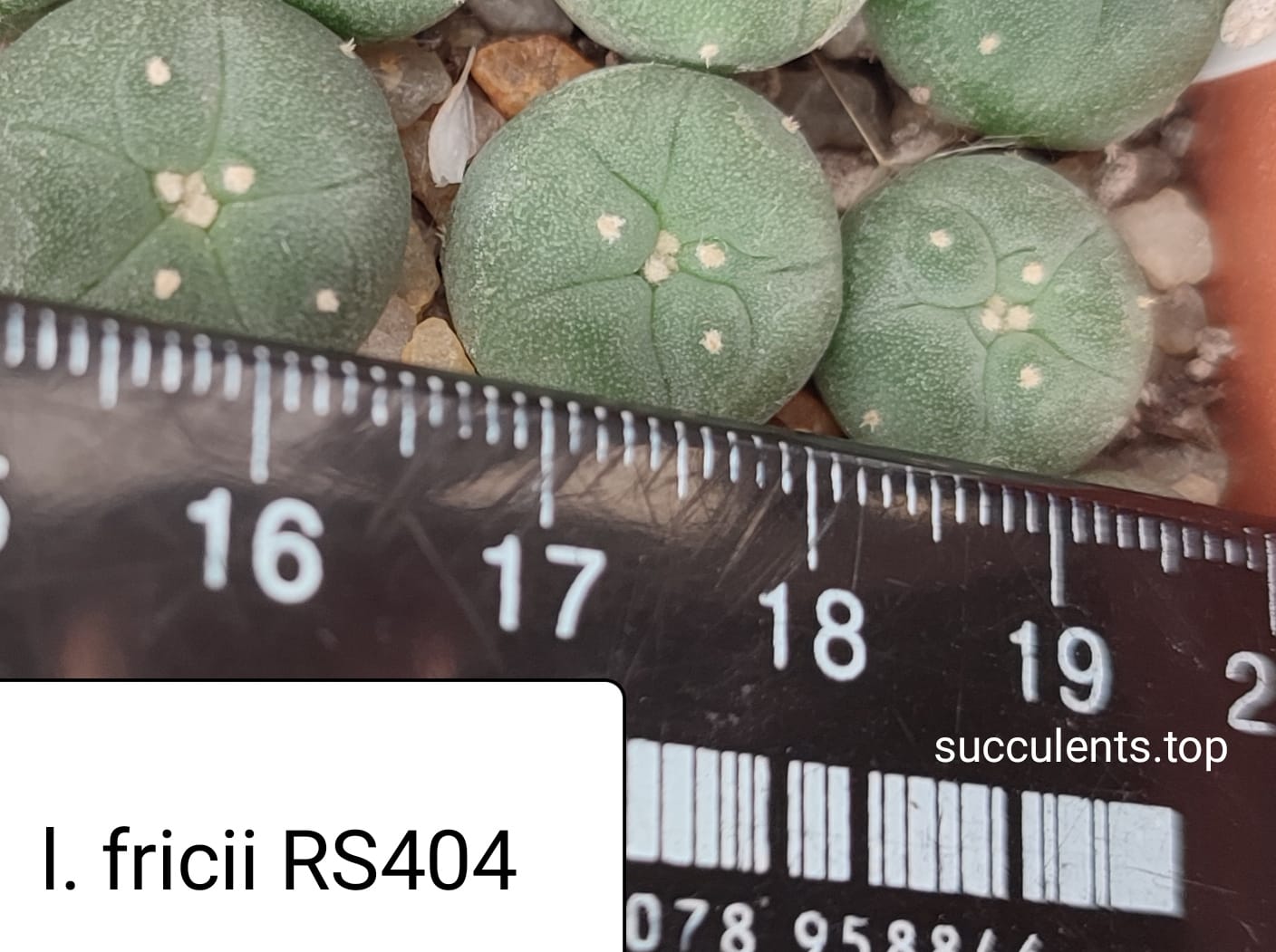 Lophophora Fricii, Viesca, Coah RS 404