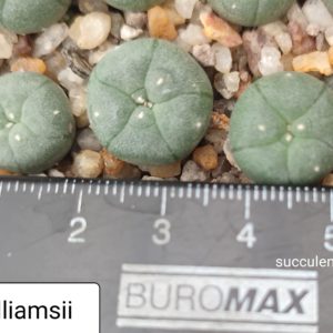 lophophora williansii
