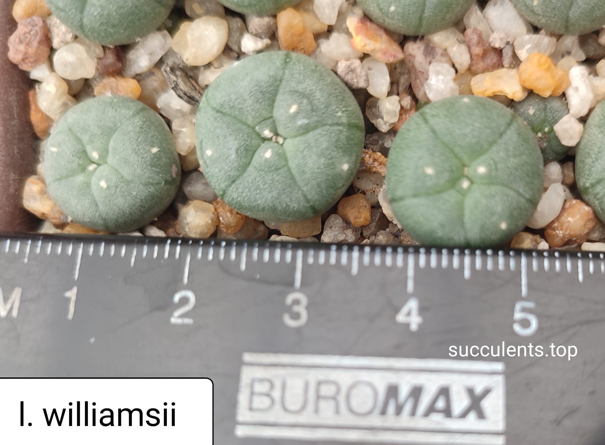 lophophora williansii