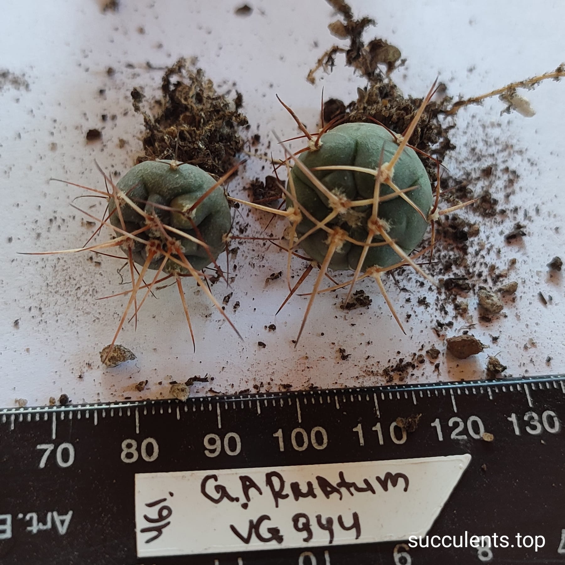 gymnocalycium armatum VG944