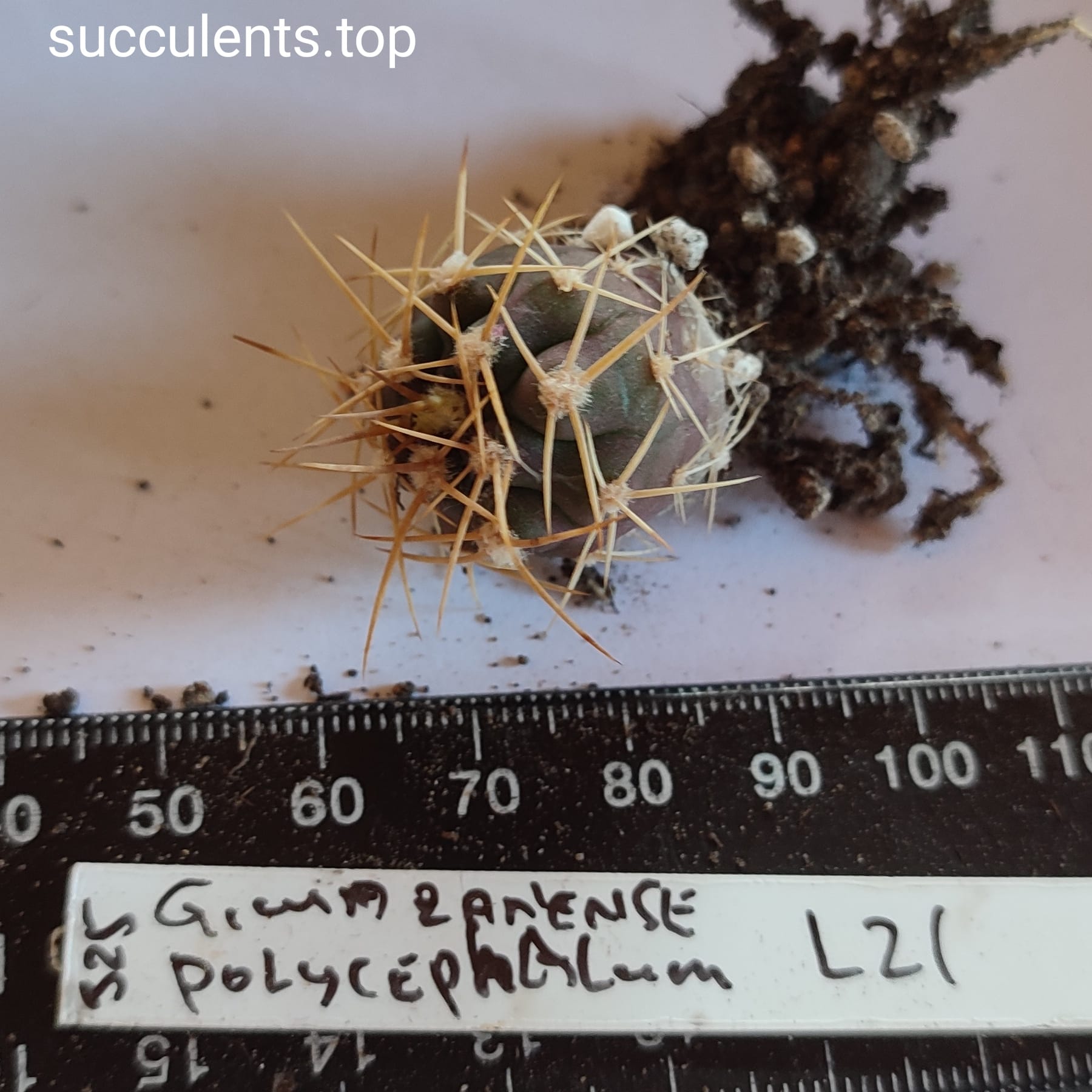 gymnocalycium mazanense polycephalum L 21