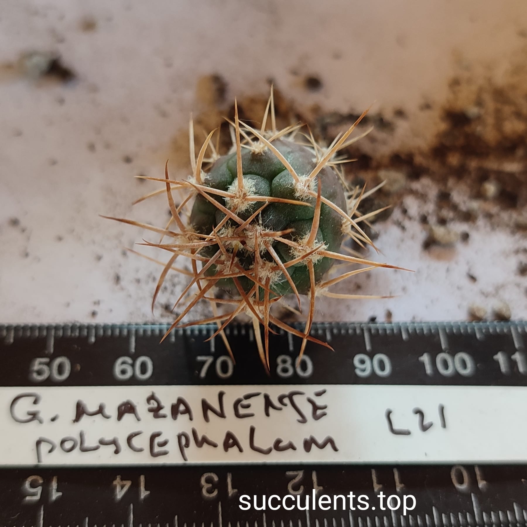 gymnocalycium mazanense polycephalum L 21