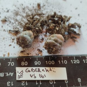 gymnocalycium berchii VS161