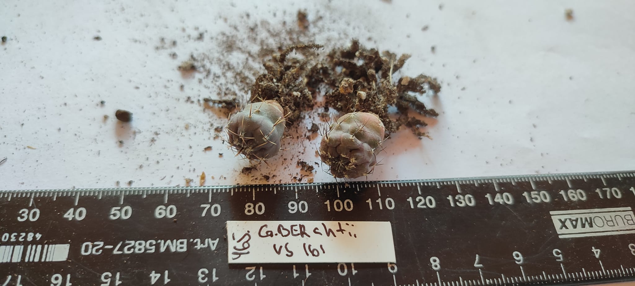 gymnocalycium berchii VS161