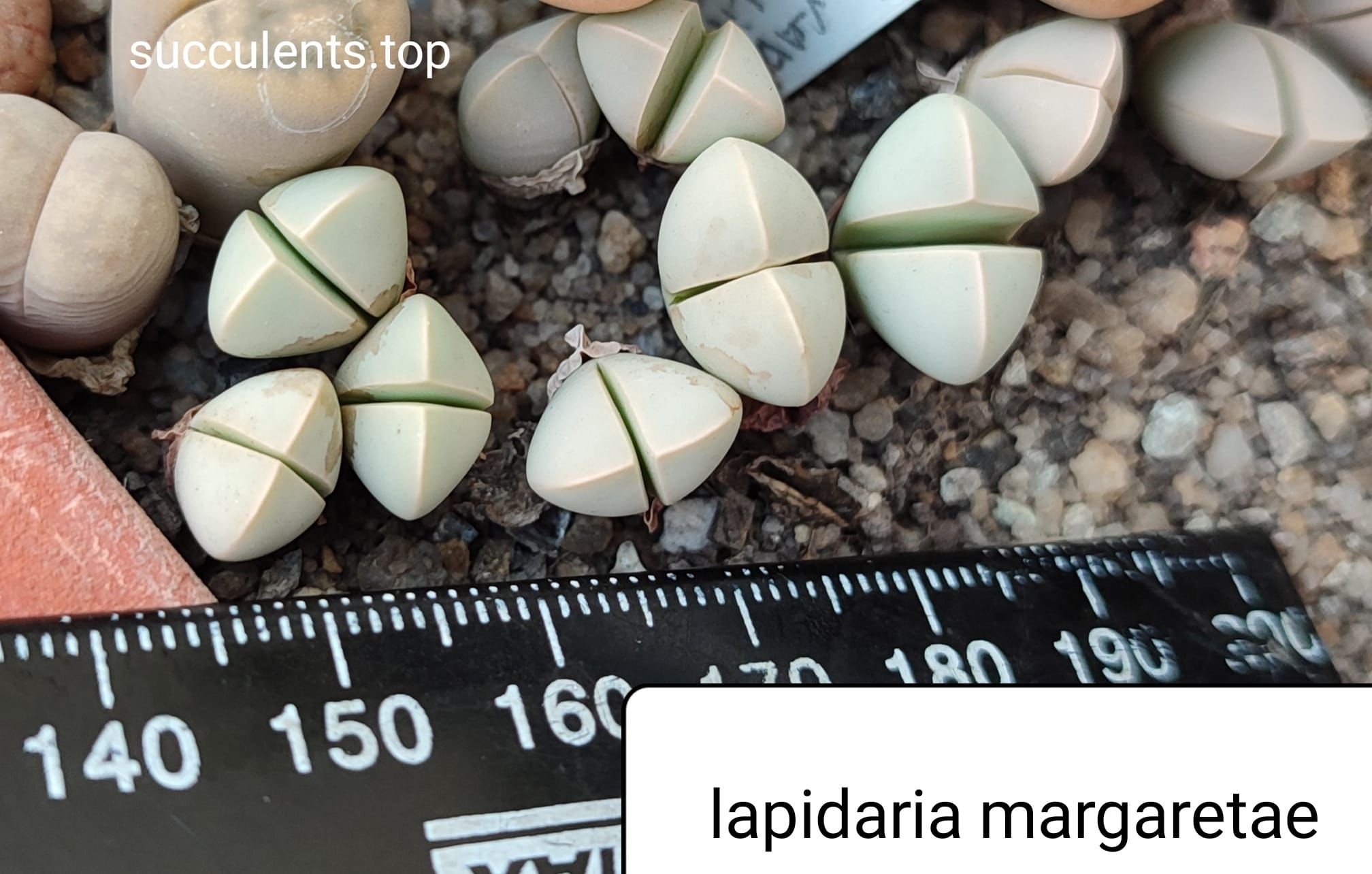 lapidaria margaretae