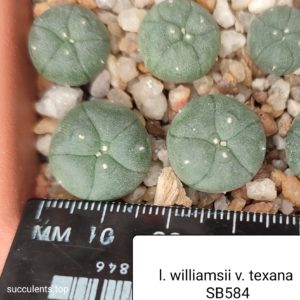 Lophophora williamsii SB 854