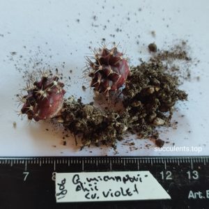gymnocalycium mihanovichii cv violet ціна за одну рослину