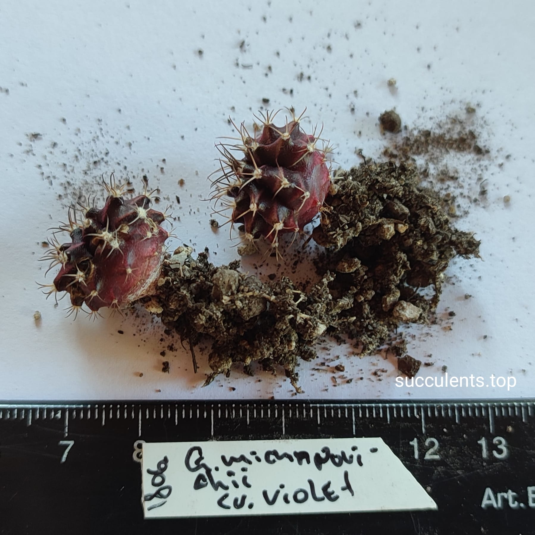 gymnocalycium mihanovichii cv violet ціна за одну рослину
