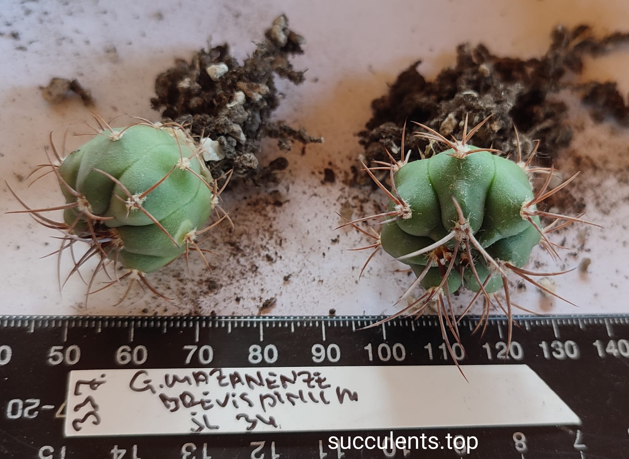 gymnocalycium mazanense brevispinum JL34