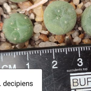 lophophora decipiens