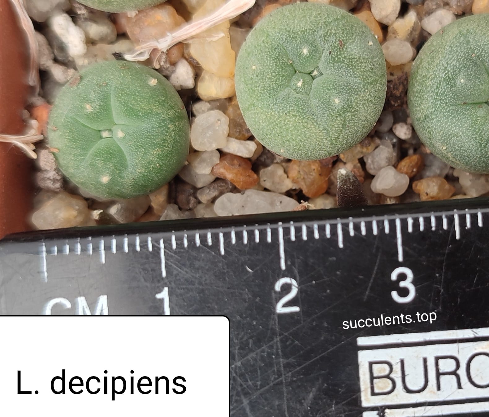 lophophora decipiens