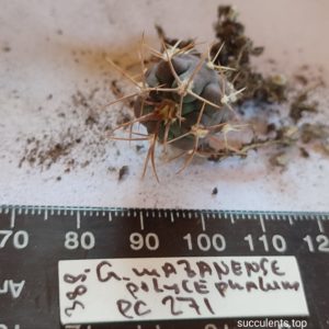 gymnocalycium mazanense polycephalum PC 271
