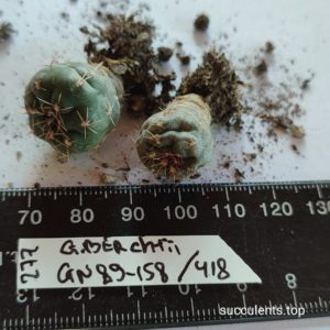 gymnocalycium berchtii gn89-158/418