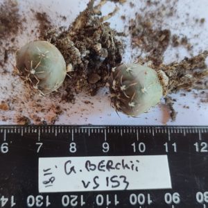 gymnocalycium berchtii VS153