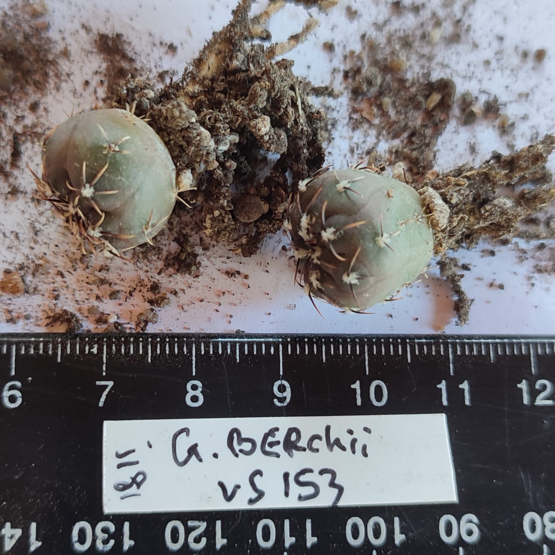 gymnocalycium berchtii VS153