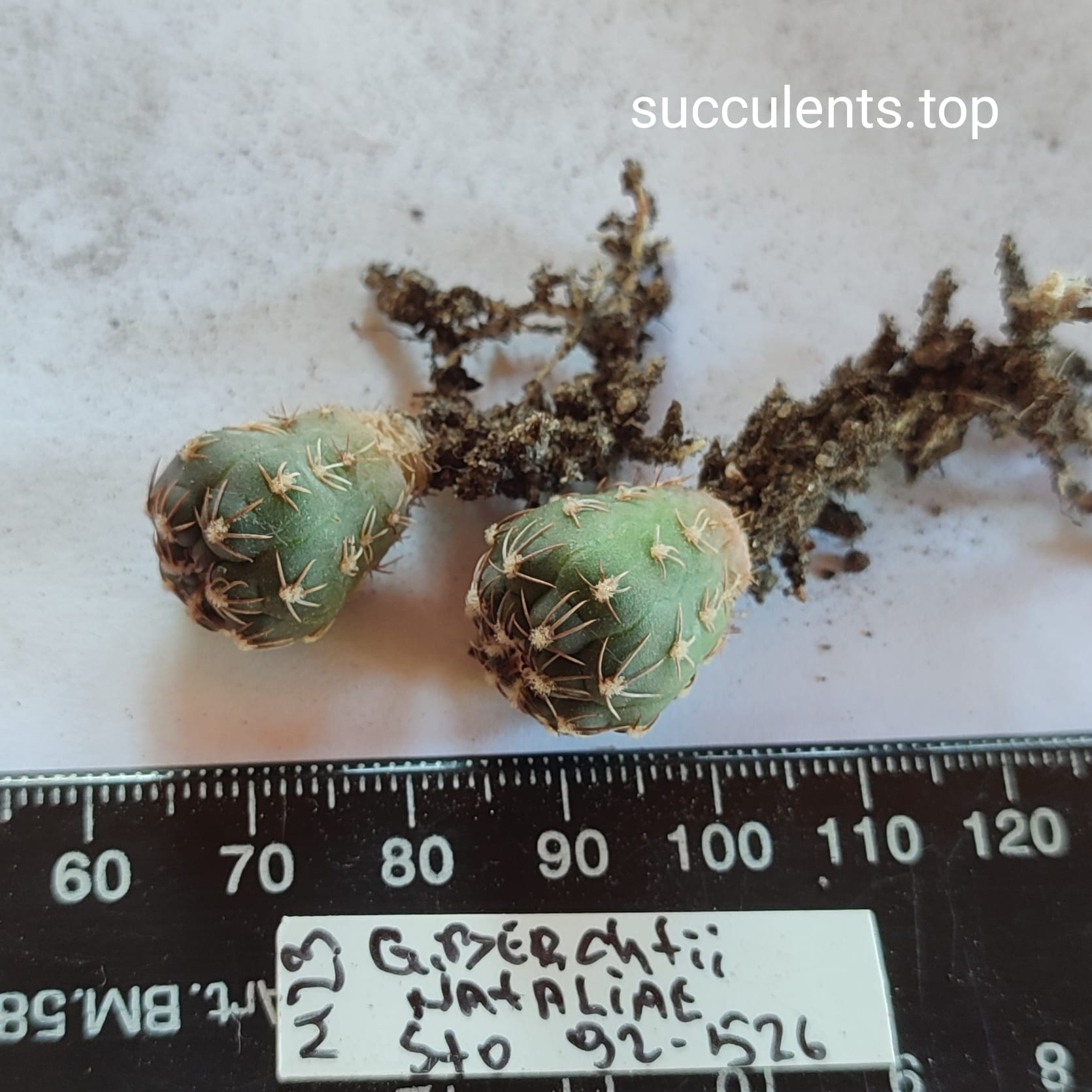 Gymnocalycium berchtii v. nataliae STO 92-526