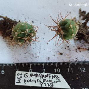 gymnocalycium mazanense polycephalum P229