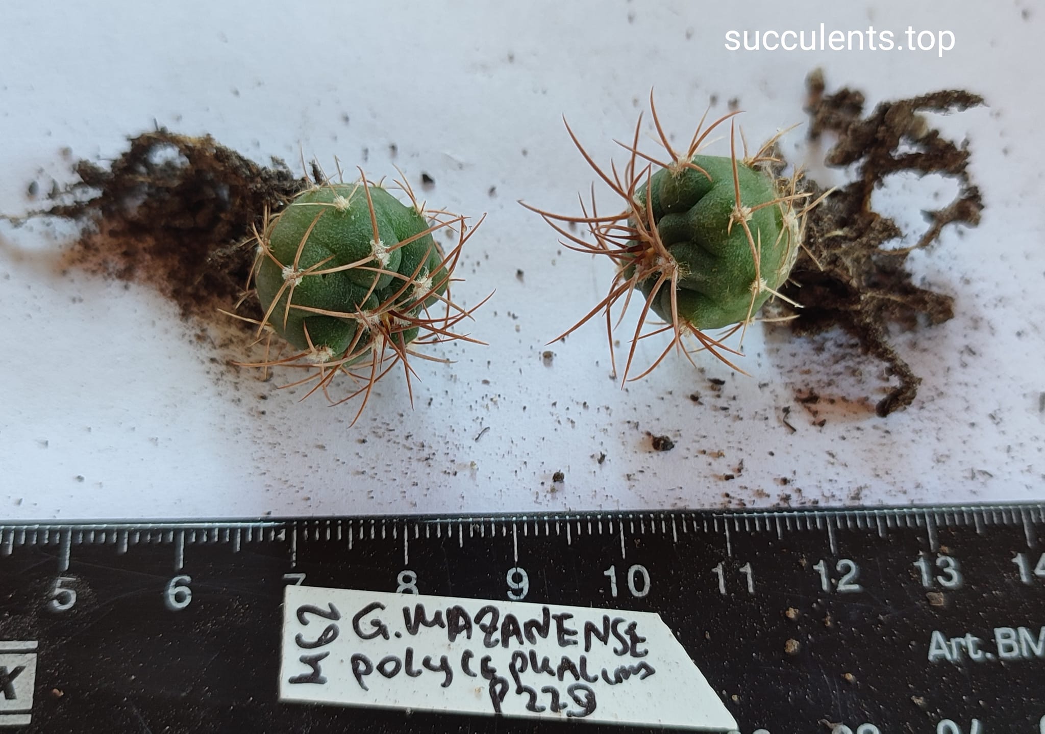 gymnocalycium mazanense polycephalum P229