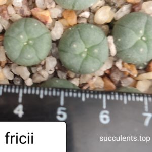 lophophora fricii