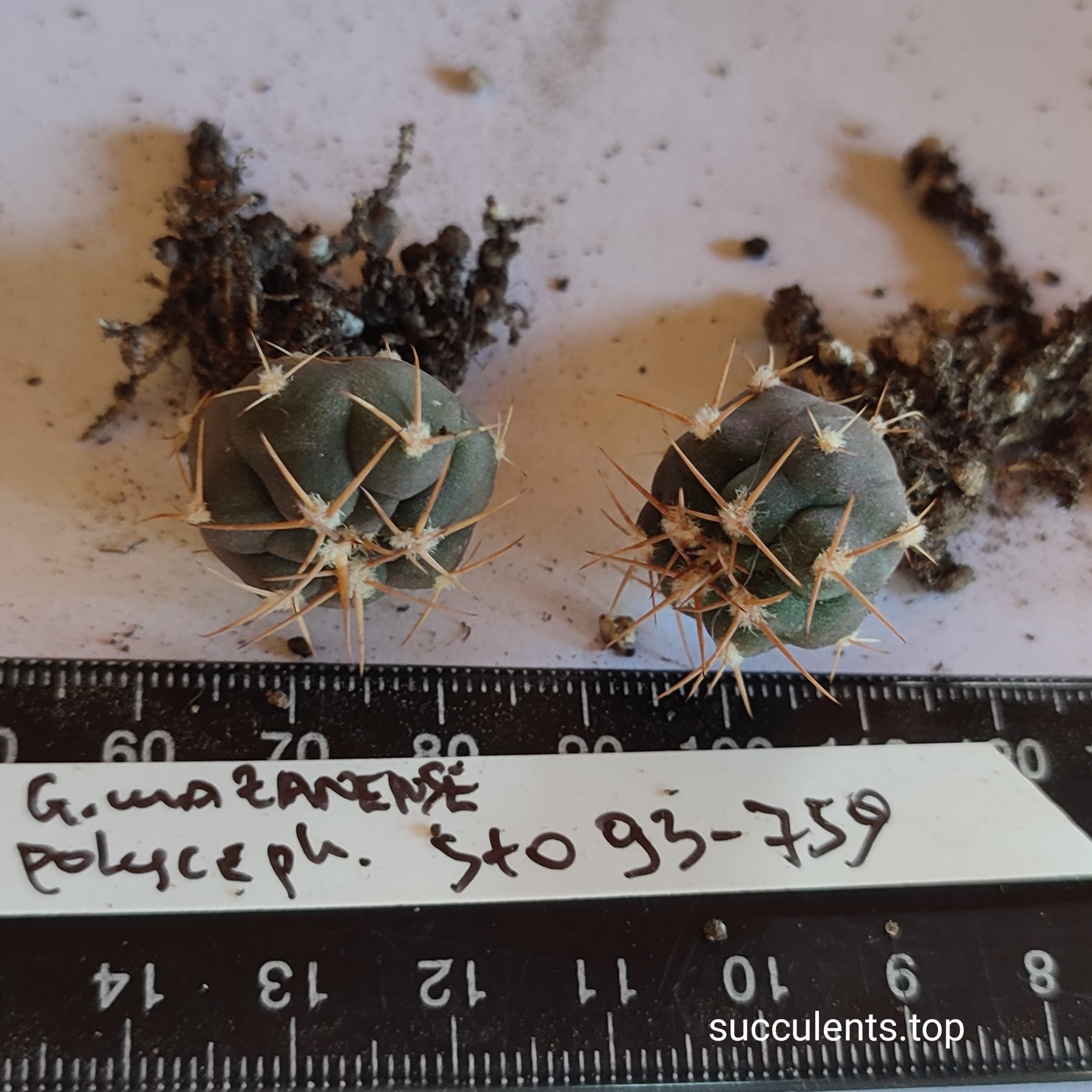 gymnocalycium mazanense polycephalum STO 93-759