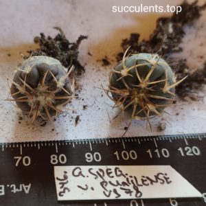 Gymnocalycium spegazzinii  VS 78