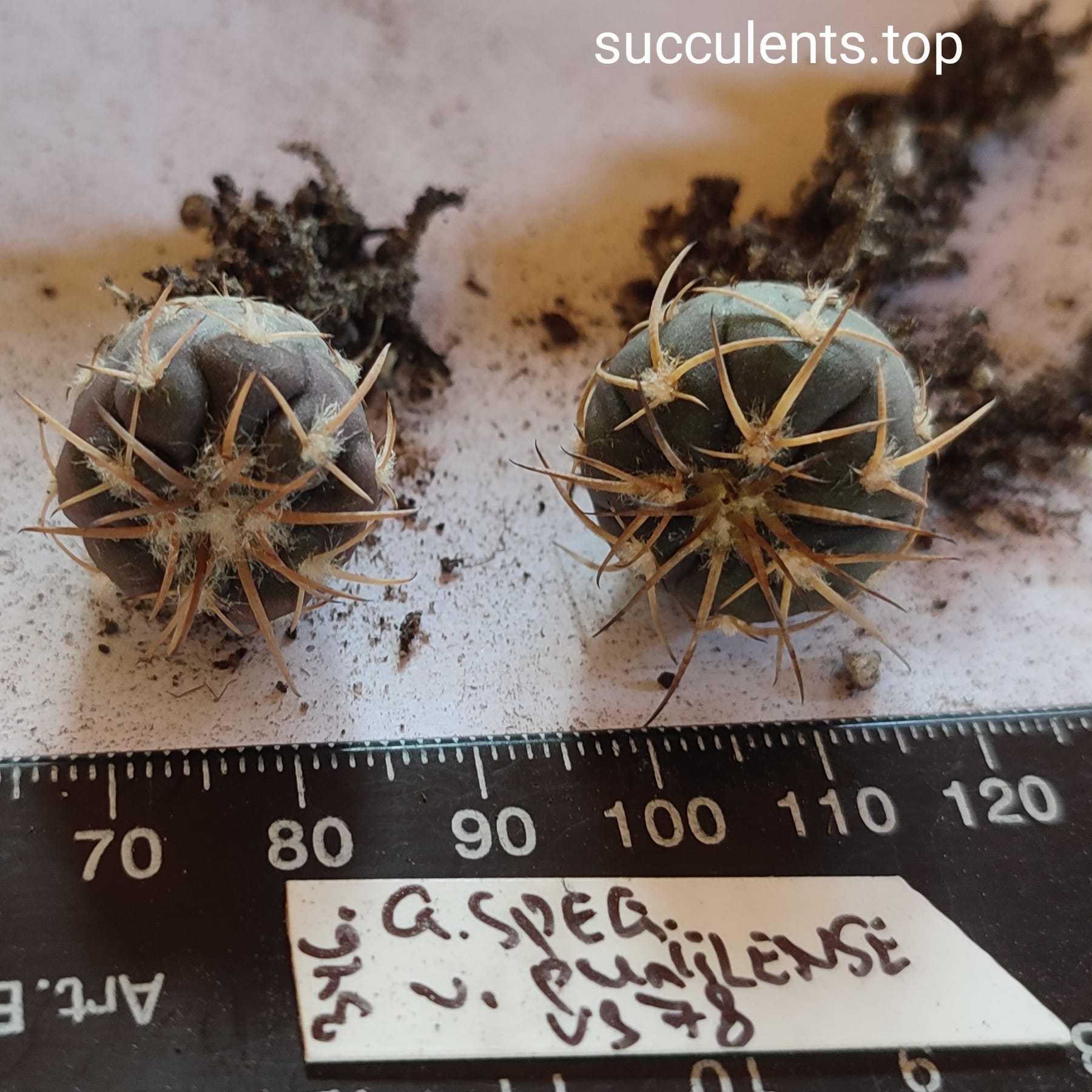 Gymnocalycium spegazzinii  VS 78