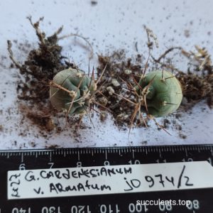gymnocalycium armatum JO974/2