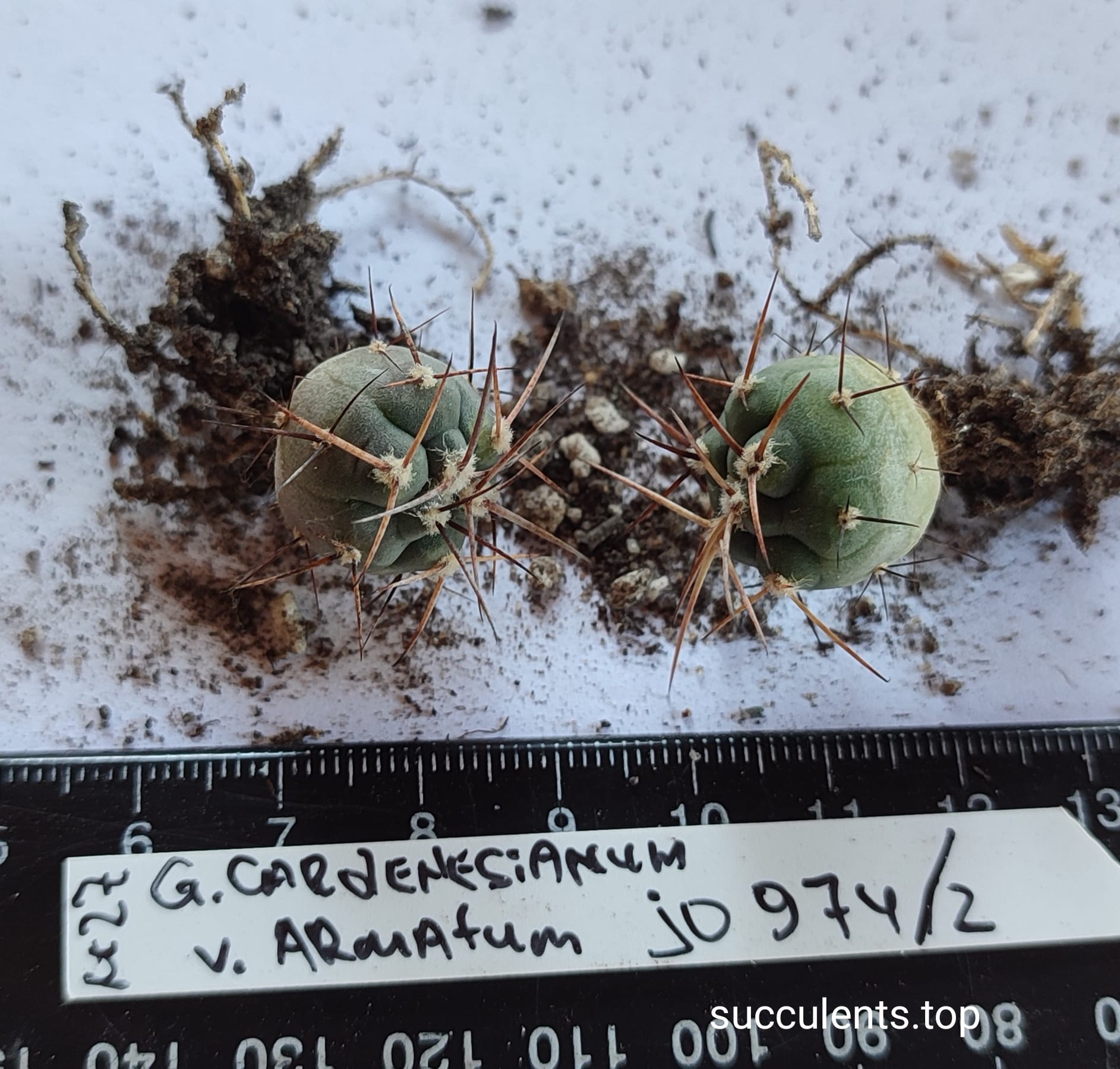 gymnocalycium armatum JO974/2