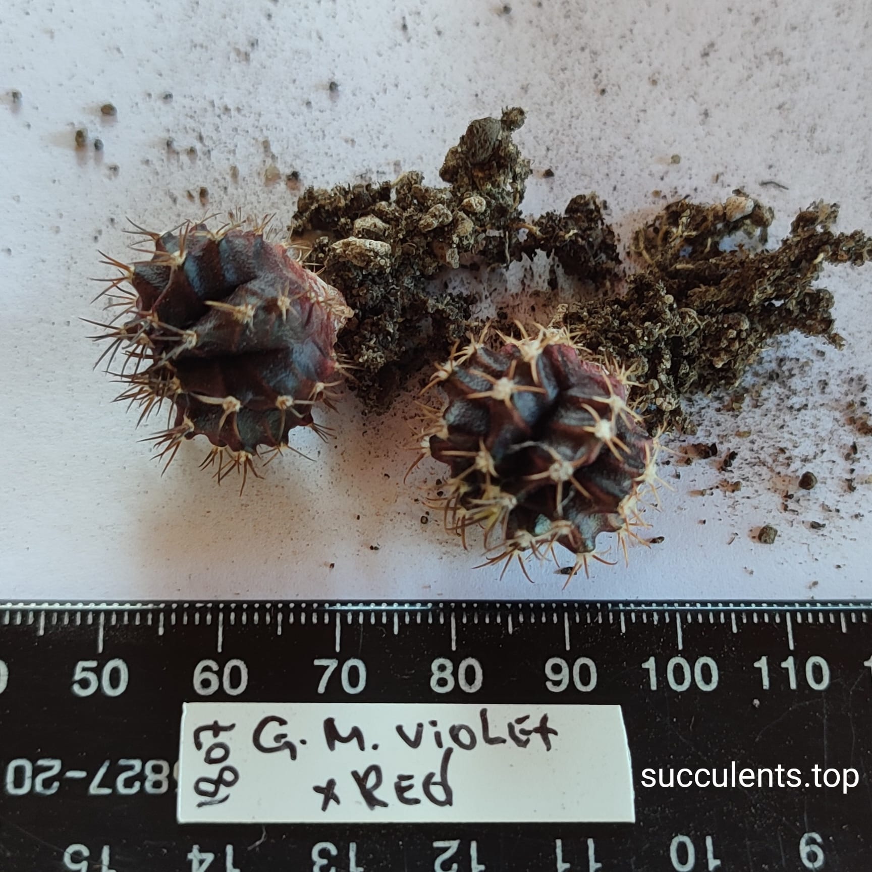 gymnocalycium mihanovichii violet x red