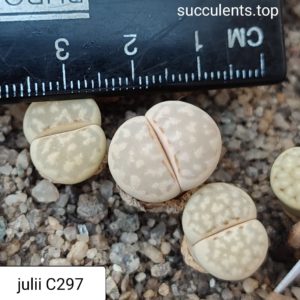 lithops julii C297