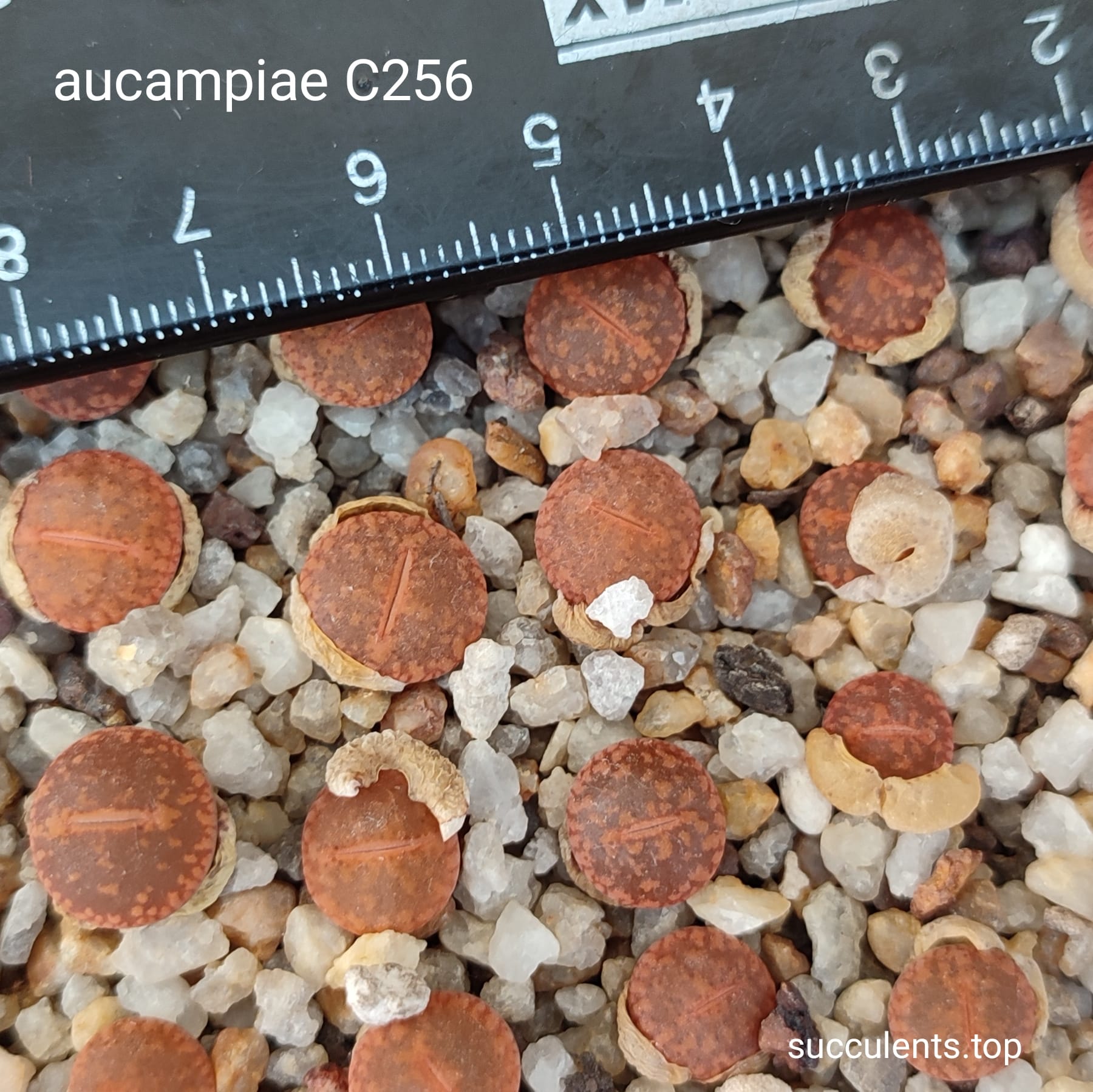 lithops aucampiae C256