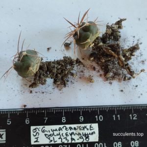 gymnocalycium mazanense v polycephalum SL 23A-98