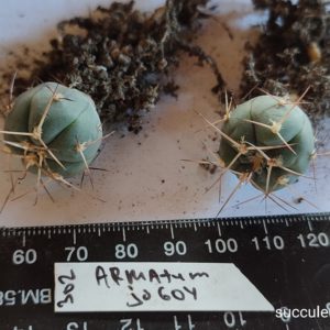 gymnocalycium armatum JO604