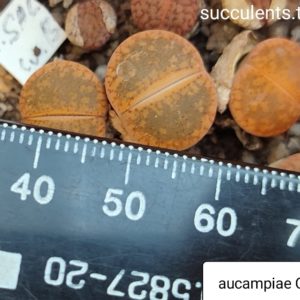 lithops aucampiae C12