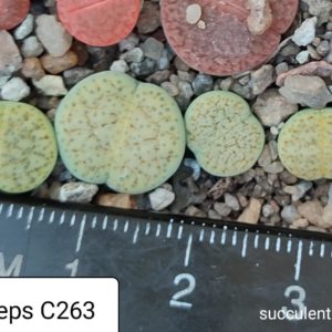 lithops fulviceps C263