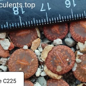 lithops aucampiae C225