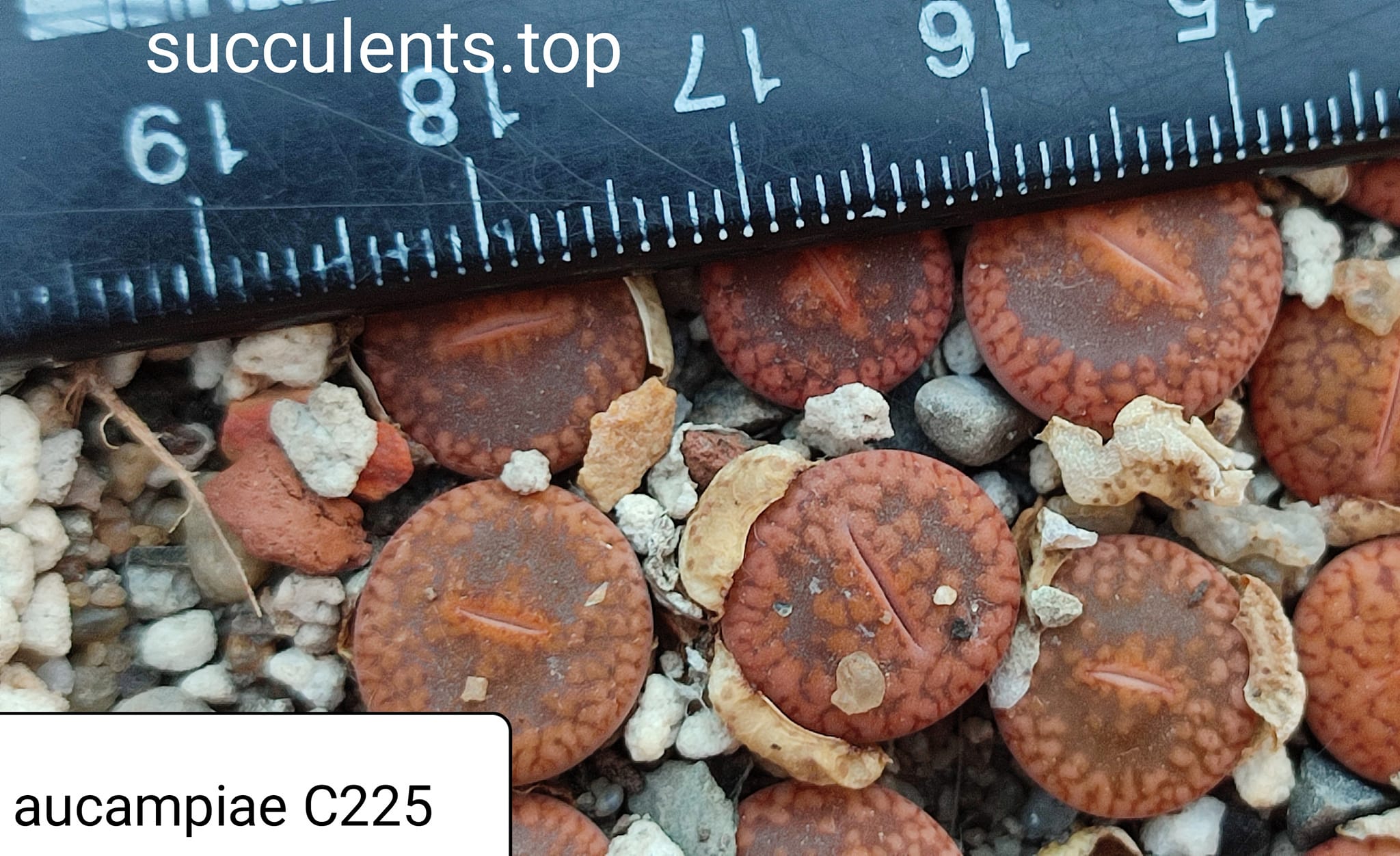lithops aucampiae C225