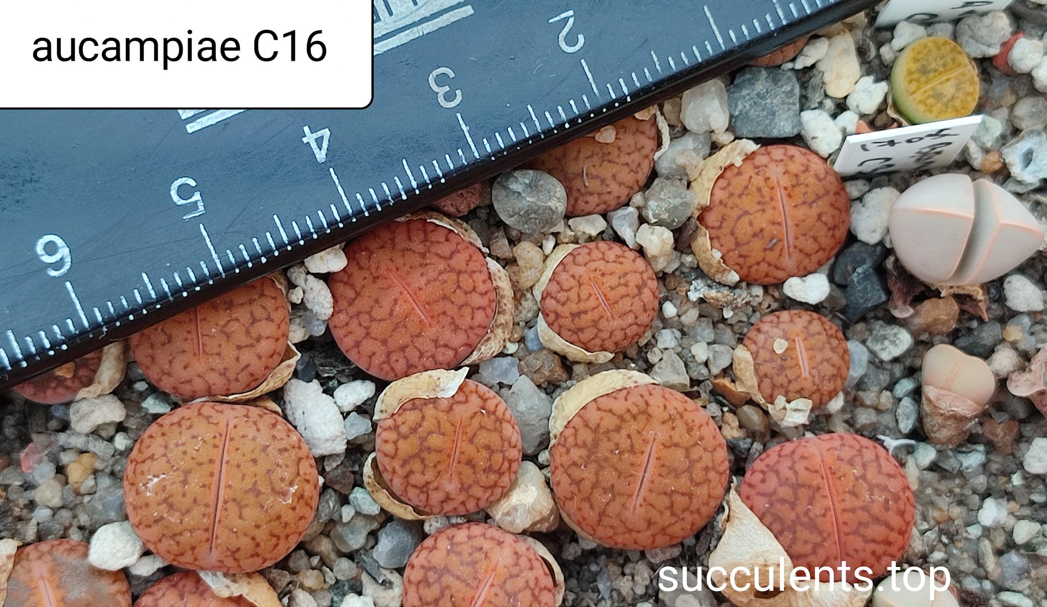 lithops aucampiae C16