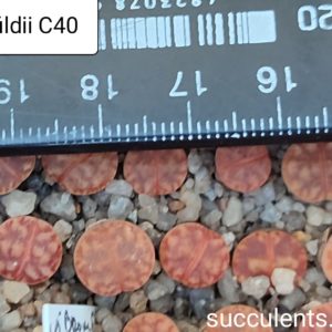 lithops bromfildii C40