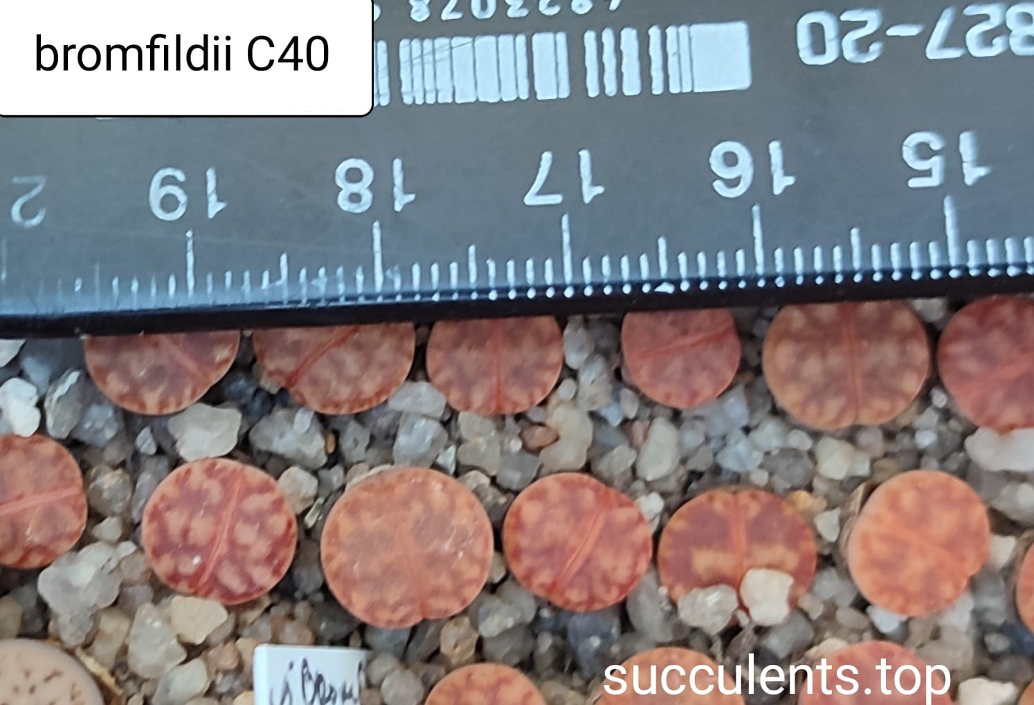 lithops bromfildii C40