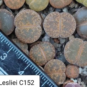 lithops lesliei C252