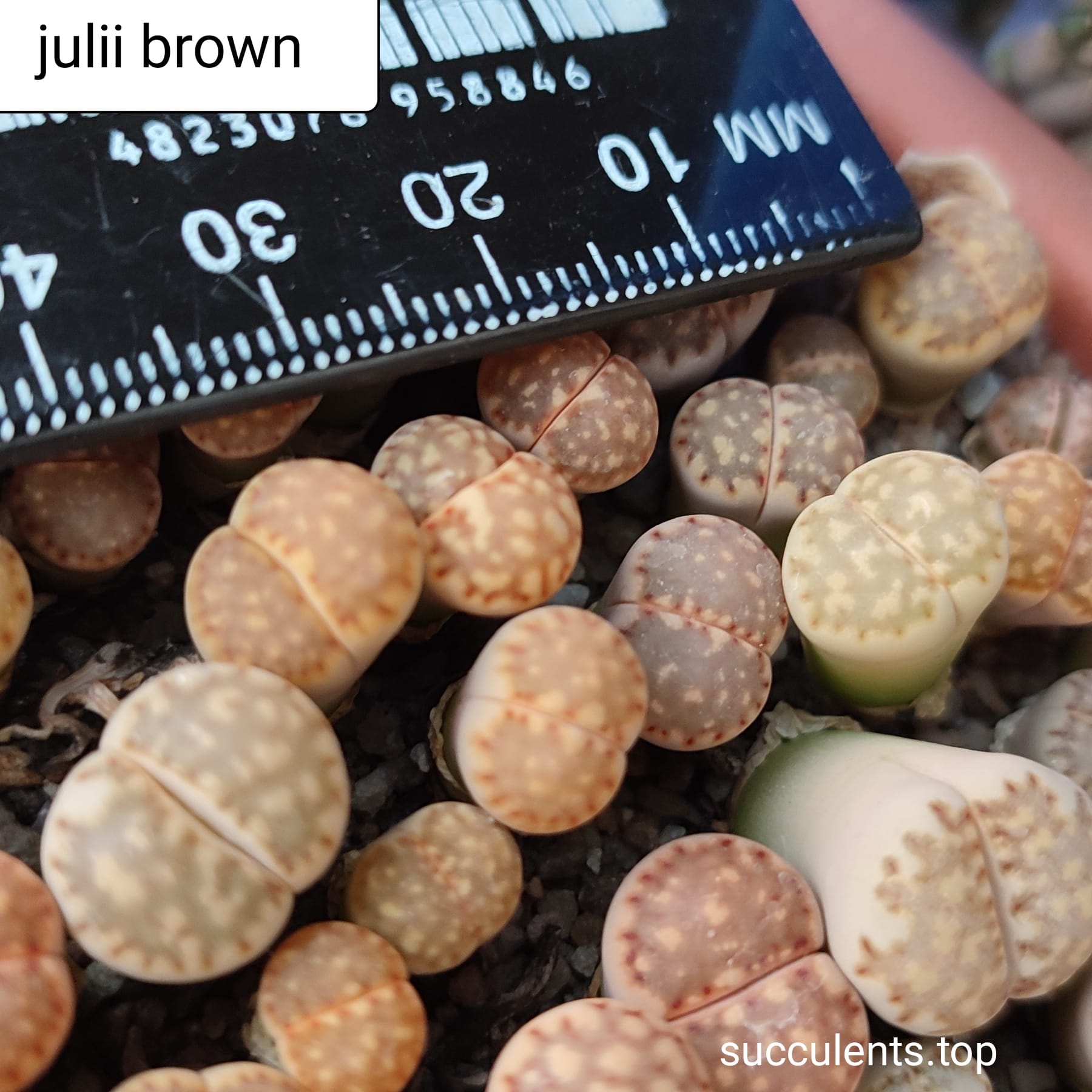 lithops julii Brown