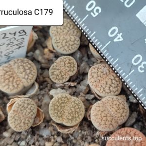 lithops verruculosa C159