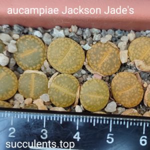 lithops aucampiae Jackson's Jade